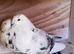Gadditano pigeons for sale