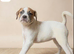 Boxer mix bulldog puppies