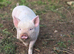 MIDDLE WHITE PIGLETS