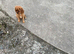 King Charles pup
