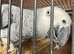 Pair of African greys