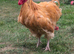 Rooster free to good home.