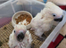 Hand Rearing Baby Umbrella Cockatoo Parrot