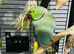 Male blue Ringneck taking parrot