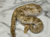 2024 Male Pastel Mojave GHI Clown