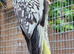 One young pearl cockatiel for sale in Maidstone