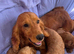 Gorgeous F1 cockapoo puppies