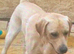 Kc registered black Labradors