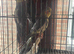 Cockateils x4