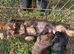 Bedlington x Wirehaired Daxi