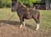 Lovley shetland foal