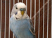 Baby budgies