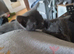Russian blue x kittens