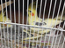 Breeding proven pair