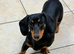 Female Dachshund FOR SALE 1 year old