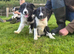 Gorgeous Border Collie Puppies