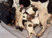Jack Russel pups