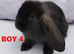 Cute French x Mini Lop Ready to Go. Must Read Pls!!!