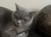 British shorthair blue female