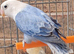 VOILET BLUE , VOILET BLUE EUWING BLUE OPLINE