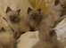 Ragdoll kittens
