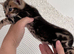 BENGAL KITTENS LOOKING FOR FOREVER HOMES