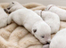 KC White Swiss Shepherd puppies Champion Bloodline