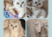 x2 LEFT British Shorthair Kittens Silver Ticked Tabby & Chocolate Golden Kittens
