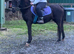 Sec b mare 13.1/2 hh