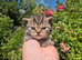 STUNNING TABBY BSH- MUM IMPORTED FROM FRANCE