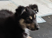 10 week old male border collie