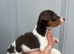 Jack Russell puppy&rsquo;s for sale