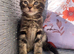 Male kittens ready now
