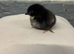 MarBar Female Chicks