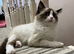 1 last boy ragdoll