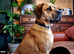 Great Dane x Cane corso puppies