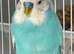 Male budgie