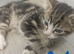 4 kittens ready now