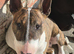 English Bull Terriers - 1 boy left