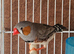 Zebra Finch