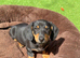 3 dash hounds available now