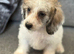 Lovely Doxiepoo Puppies looking for there loving home. Boys and girls available