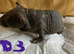 Lovely baby skinny pigs