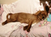 Cavalier king charles puppy