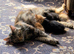 Beautiful Kittens