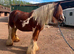 Two gorgeous cob mares, 13.2