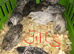SEXED QUAILS,CHINESE PAINTED BUTTONS!