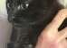 Beautiful Russian black X boy 3 M.,O affectionate