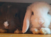 X2 male rabbits
