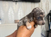 Miniature dachshund pups